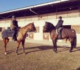 Cours d’équitation à Rambouillet – Ecurie MGD