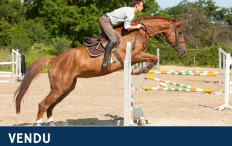 Toscane, Jument de race selle français de 6 ans