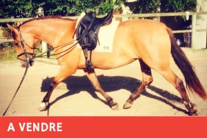 ure race espagnole 5 ans - élevage Gouello