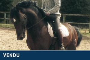 Atahualpa - pure race espagnole 5 ans, élevage Gouello