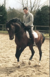 Atahualpa - pure race espagnole 5 ans, élevage Gouello