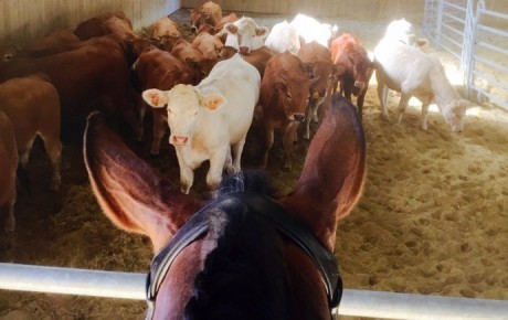 Stage équitation “maniabilité et tri de bétail”