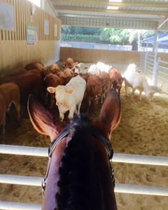 Stage équitation - Ecurie MGD, Maniabilité et tri de bétail