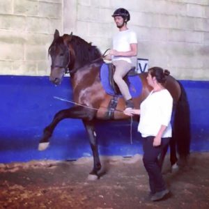 Cours de dressage