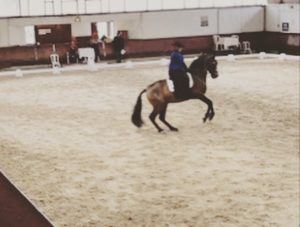 Master Cheval ibérique