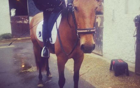 Concours des Masters du Cheval Ibérique au polo de Bagatelle