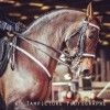 salon-du-cheval-villepinte-2016-02